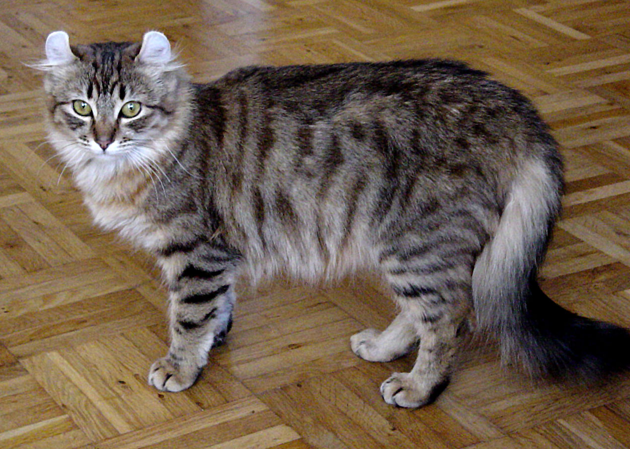 Nếu bạn muốn sở hữu một chú mèo Mỹ tai xoắn, bạn nên đặt hàng trước với giá từ 1000$ đến 3000$.