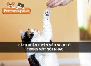 huan luyen meo nghe loi chi trong mot not nhac co the duoc thuc hien bang cach ap dung phuong 9jh9av