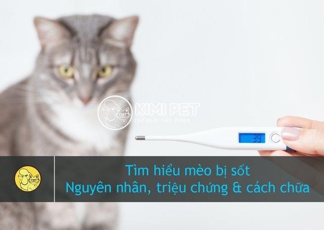 lam the nao de giup meo bi sot khi chi co rat it nguoi biet cach3F