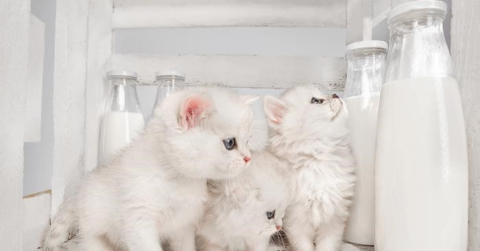 lieu meo con co the uong duoc sua th true milk hay khong3F c1l1r5