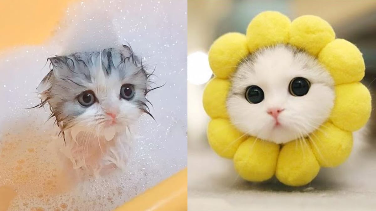 Bạn tắm cho mèo con khi chúng đạt đến 6 tháng tuổi.