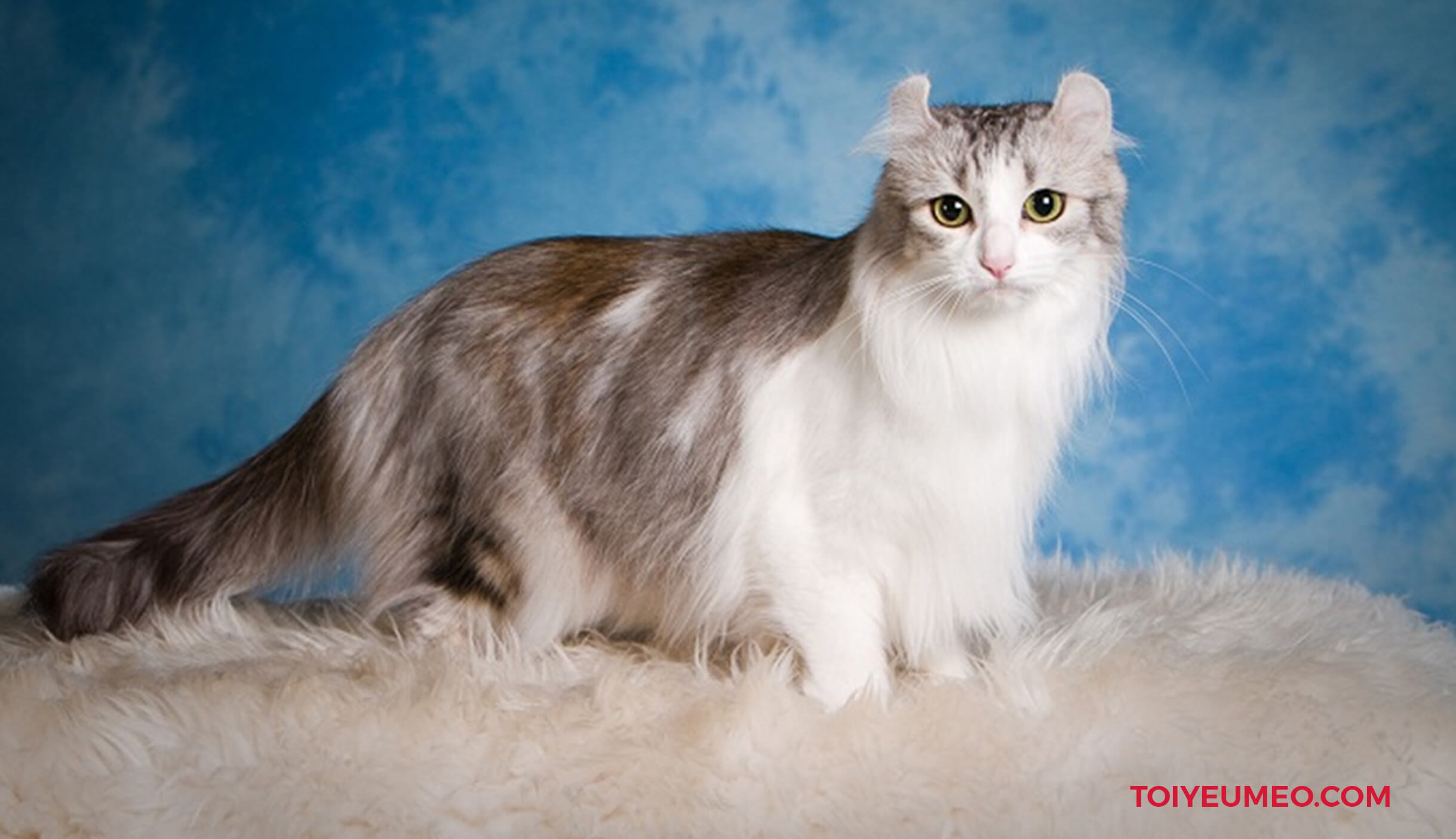 Mèo tai xoắn là một giống mèo đột biến tự nhiên, xuất hiện tại Mỹ
