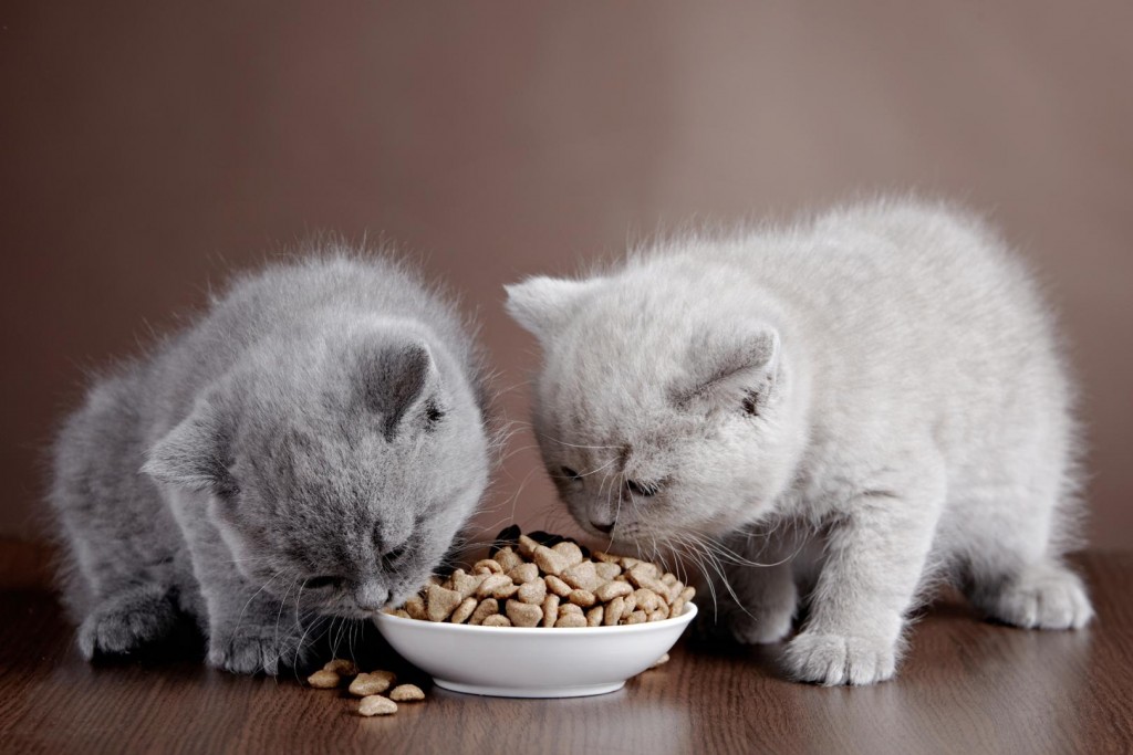 Mèo con có thể bắt đầu ăn thức ăn dành cho mèo từ 3-4 tuần tuổi