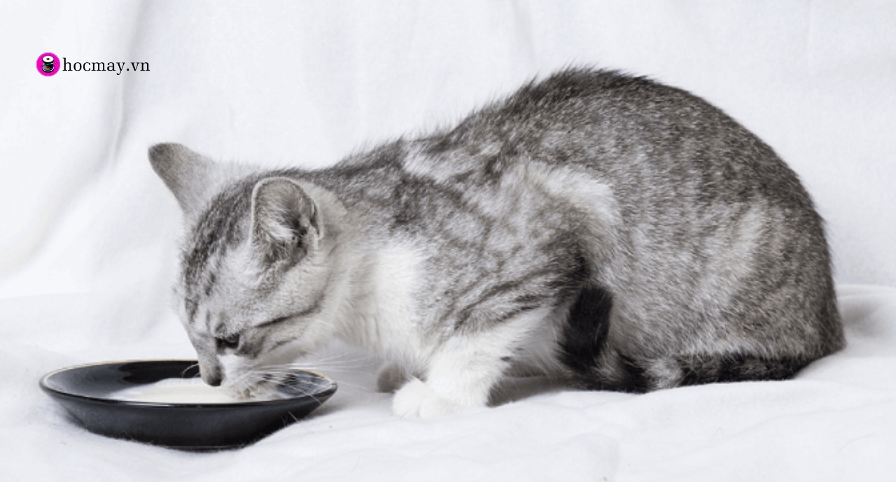 Ít nhiều thì mèo vẫn có thể bị dị ứng khi uống sữa tươi, hãy theo dõi thú cưng của bạn để đưa đi khám kịp thời nhé