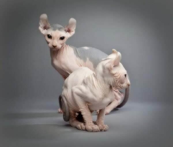 meo sphynx2C hay con goi la meo ai cap khong long2C la giong meo duoc coi la dat do vi 4mol5d