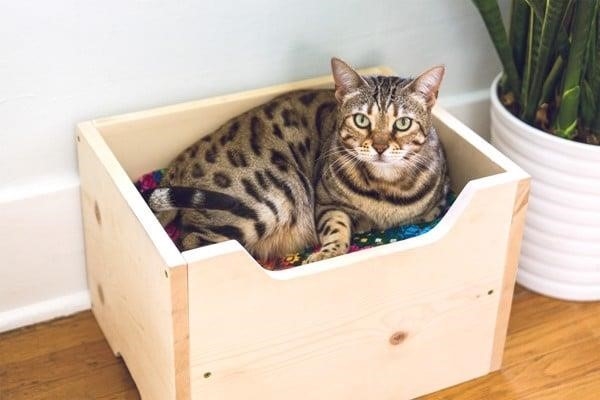 Cách tự làm một chiếc hộp gỗ đơn giản để mèo ngủ rất dễ dàng.