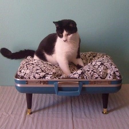 Làm một nơi ngủ cho mèo sử dụng vali cũ rất đơn giản.