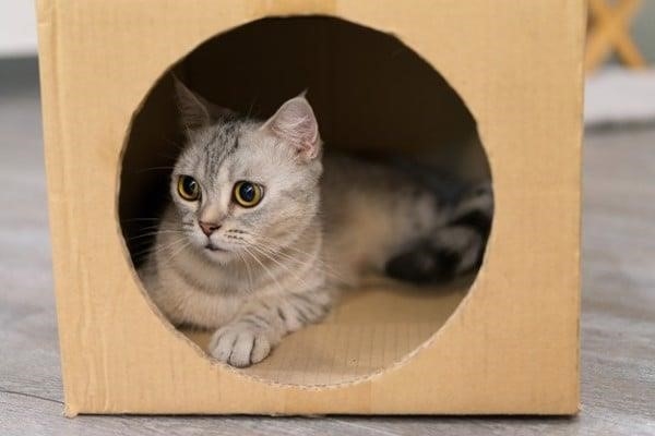 Cách làm một chỗ nghỉ ngơi cho mèo bằng một chiếc thùng carton rất đơn giản.