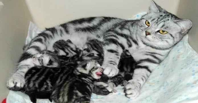 Bụng mèo đang mang thai