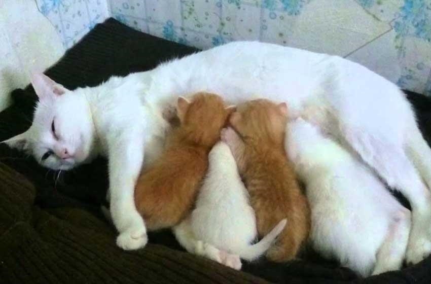 Mèo mẹ cho con bú sữa