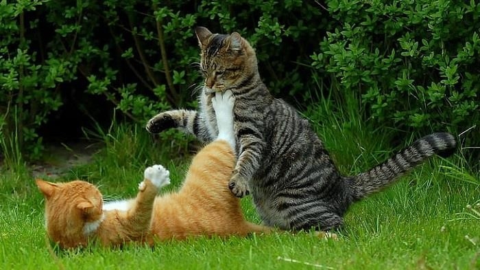 Mèo không có hứng thú với đối tác của mình nên không thể tiến hành quá trình giao phối.