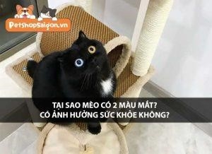 tai sao meo lai co 2 mau mat va lieu dieu nay co anh huong den suc khoe cua chung