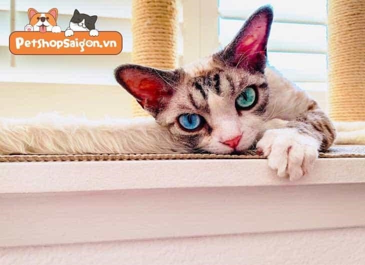 Liệu màu mắt của mèo có ảnh hưởng đến sức khỏe của chúng hay không?