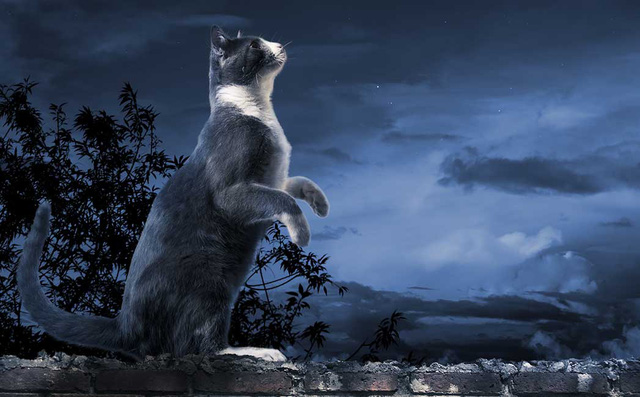 Mèo kêu ban đêm thể hiện sự lão hóa ở mèo