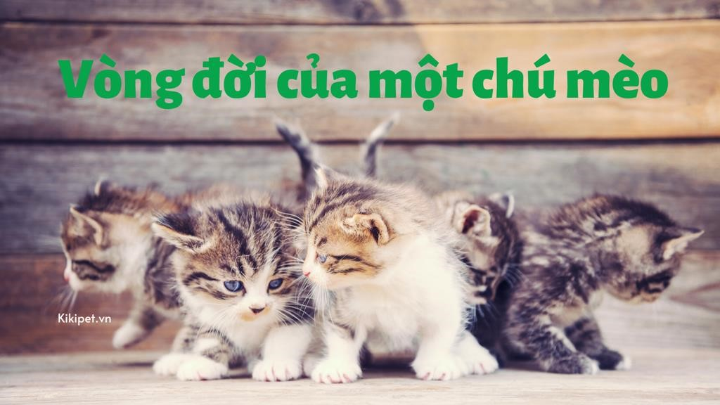 trong cuoc doi cua mot chu meo2C ta co the nhin thay nhieu giai doan phat trien khac nhau mot ddg7c3