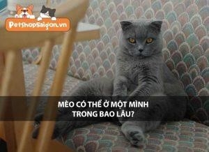 trong khoang thoi gian bao lau meo co the tu minh o mot minh3F rgygd0