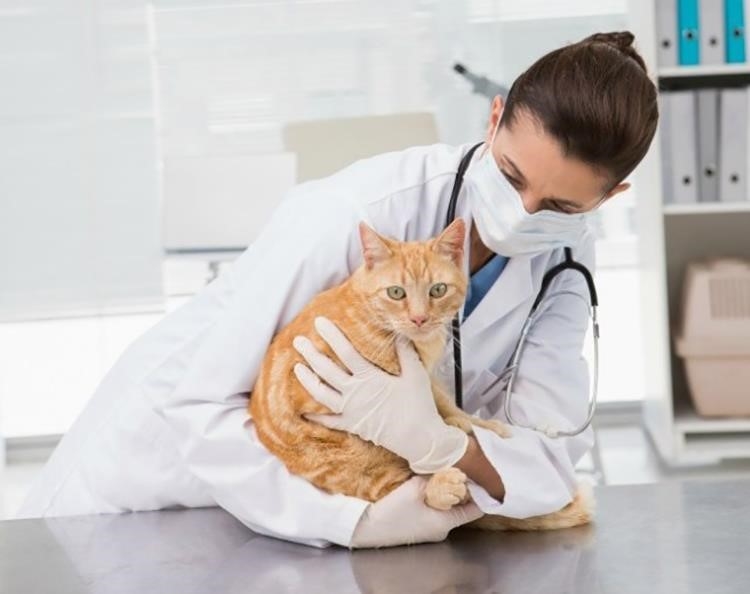 Nuôi mèo trong nhà không yêu cầu chăm sóc từ thú y