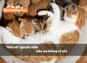 viec giai thich nguyen nhan tai sao meo me khong co sua dang duoc quan tam 3iz4gg