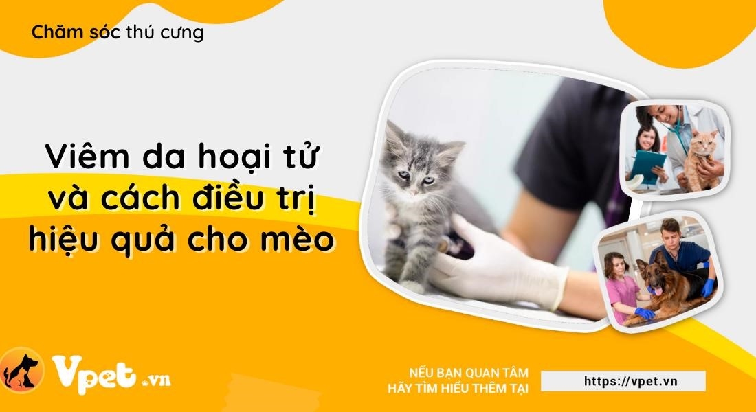 viem da hoai tu la mot benh ly thuong gap o meo2C khien da cua chung bi ton thuong va fadruq