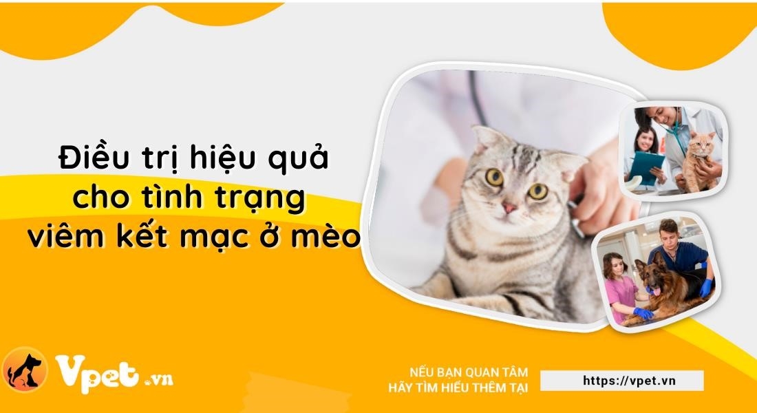 viem ket mac la mot benh pho bien o meo2C gay ra boi nhieu nguyen nhan khac nhau nhu nhiem