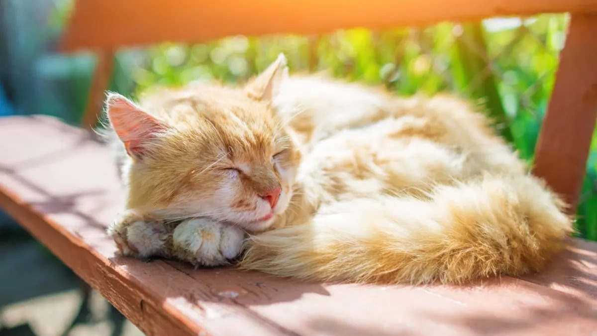 Nhiệt độ cơ thể của mèo khi nghỉ ngơi phải từ 38 đến 39 độ C