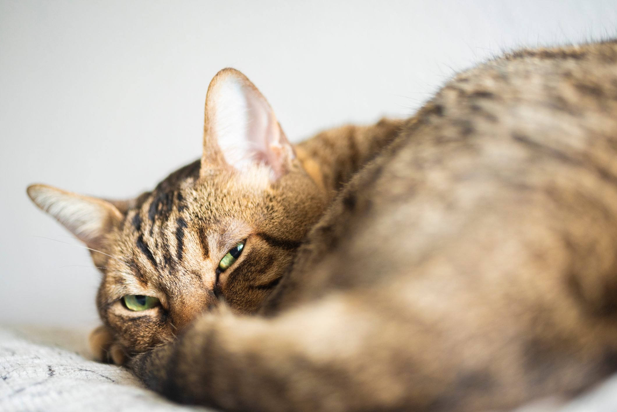 Khi con mèo ở tư thế thoải mái và đánh đuôi xuống sàn, nó có thể đang buồn bã hoặc suy nghĩ về điều gì đó