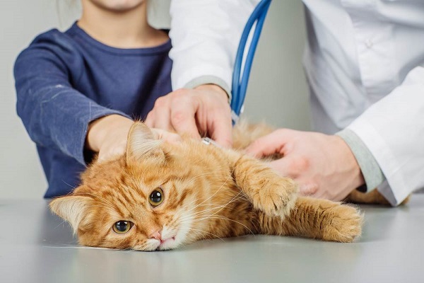 Bác sĩ sẽ tiêm phòng chữa bệnh cho mèo để nhanh chóng hồi phục sức khỏe