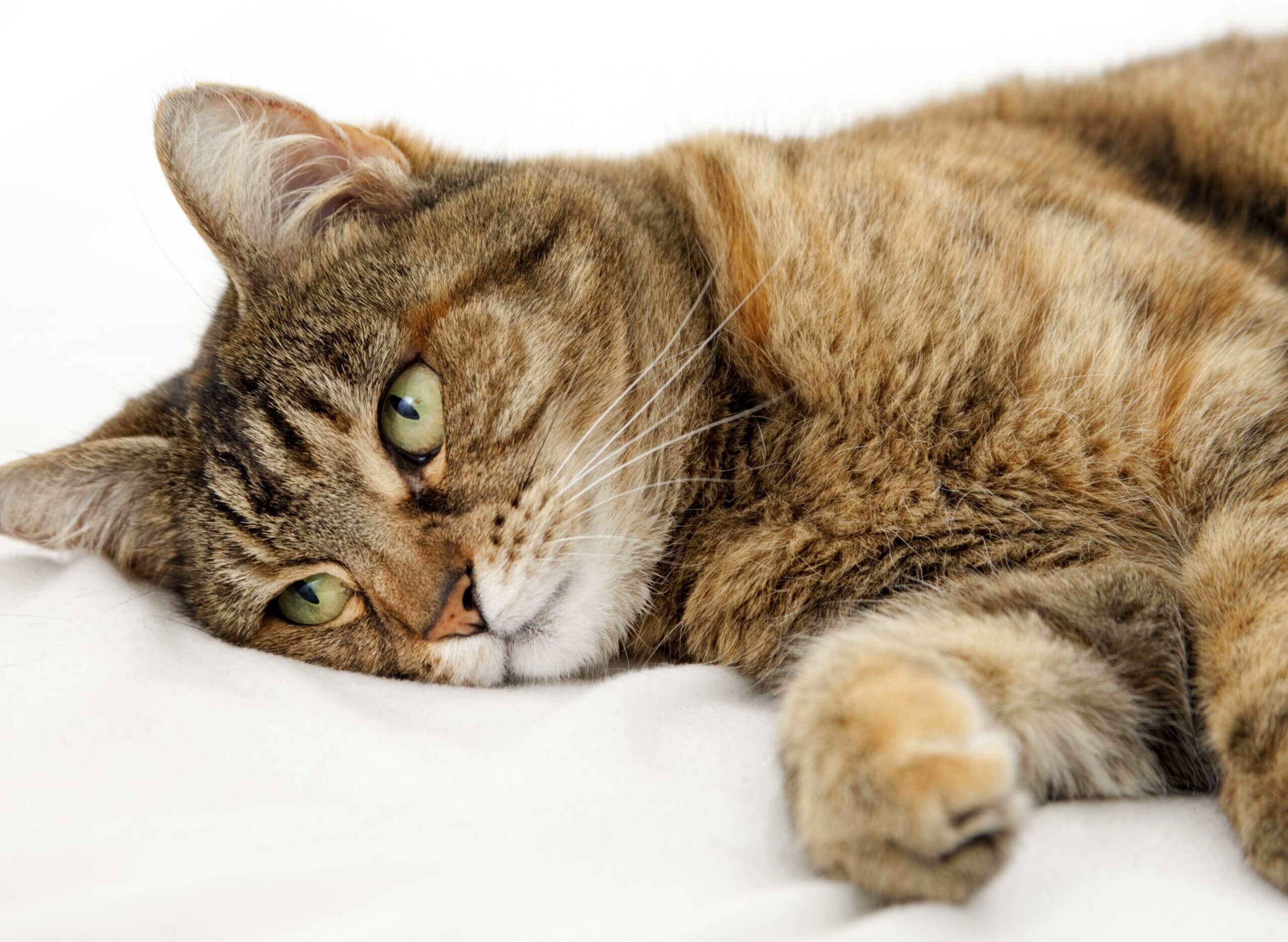 Cần xác định nguyên nhân gây ra bệnh tiêu chảy của mèo để có phương án chữa trị kịp thời