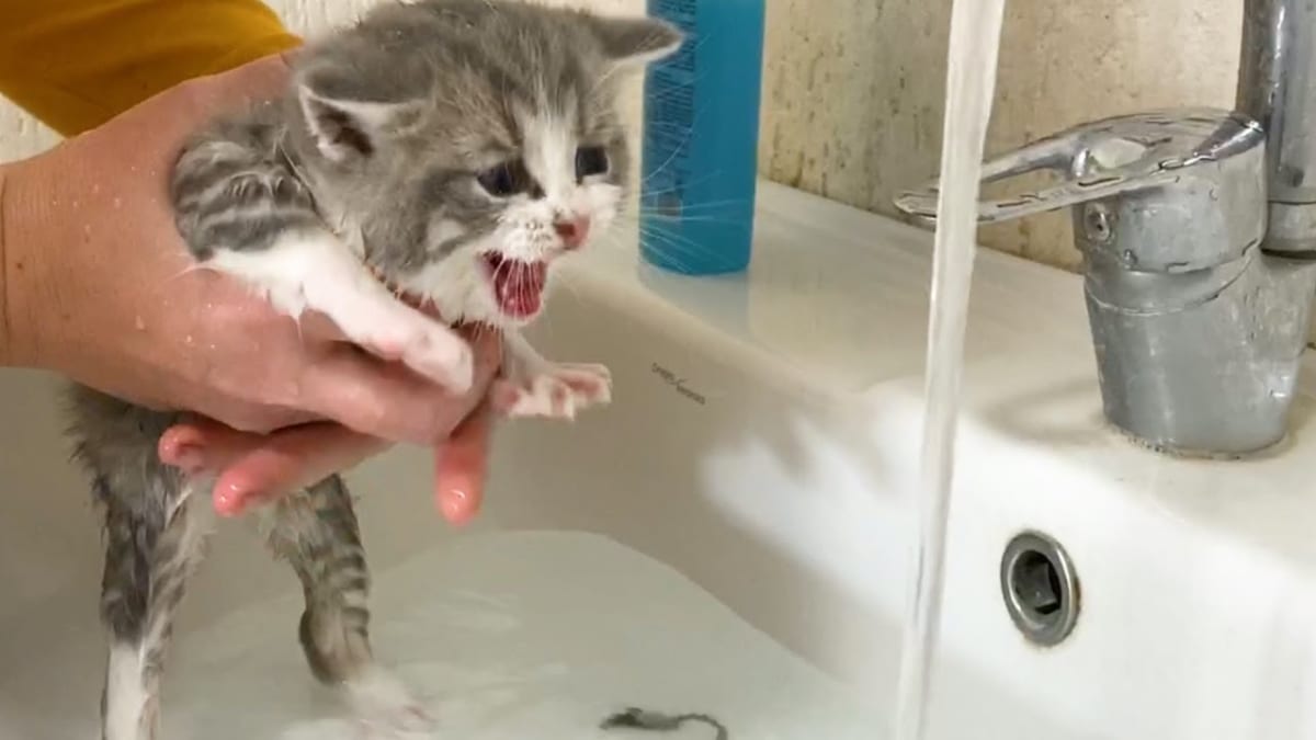 Đừng cố ép buộc mèo tắm vì điều này có thể làm chúng bất an và có thể làm bạn bị tổn thương.
