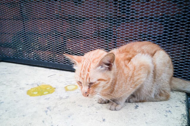 Mèo đi ngoài phân lỏng màu vàng là dấu hiệu bị bệnh về đường tiêu hóa của mèo