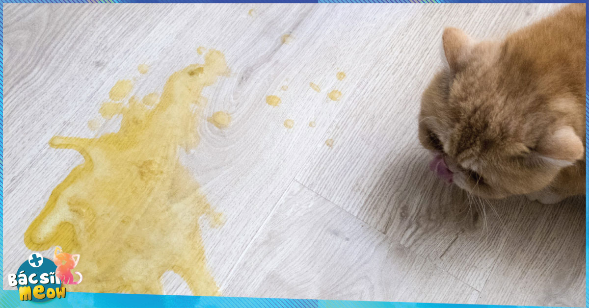 Khi mèo bị rối loạn tiêu hóa hay bị ngộ độc sẽ dẫn tới phân lỏng, loãng, màu vàng