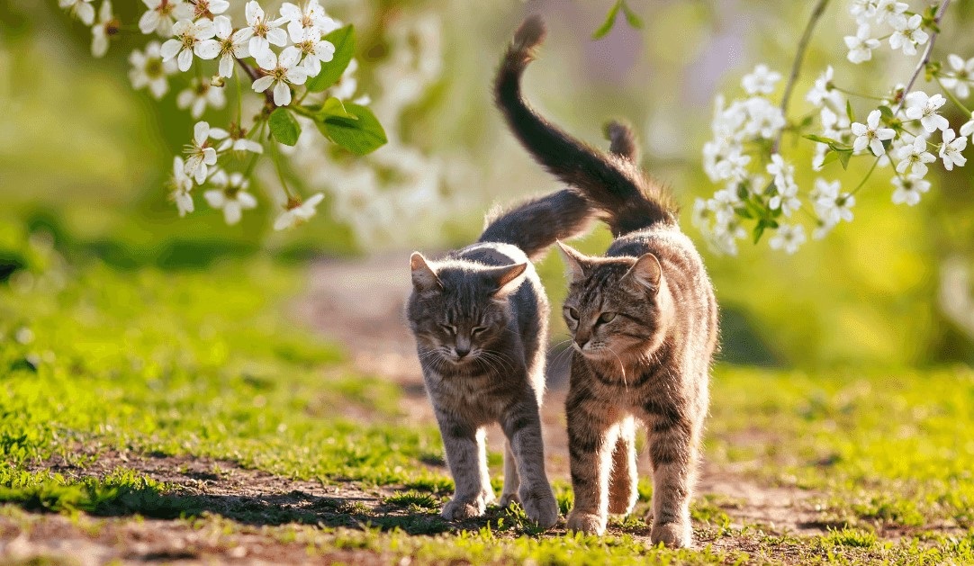 Khi mèo tự tin và đi dạo trong một môi trường thoải mái, đuôi của chúng thường dựng đứng