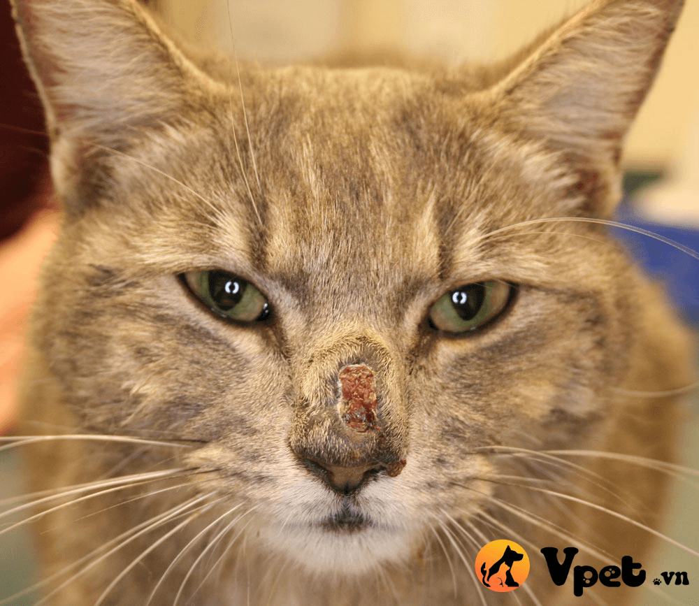 Mũi mèo của bạn có vẩy, vết thương trên mũi do chiến đấu giữa mèo hoặc các loài động vật khác, hoặc do bệnh tật