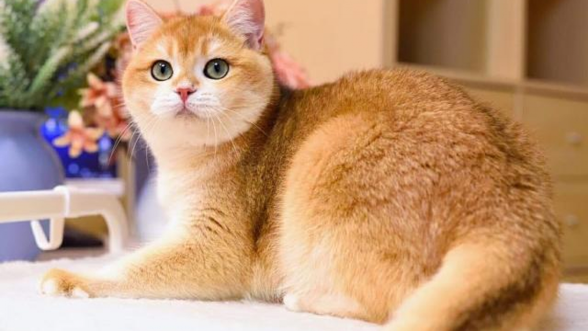 Mèo Golden có bộ lông mượt mà và có nhiều màu sắc khác nhau,