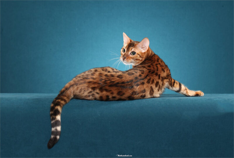 Mèo Bengal là một giống mèo thông minh, năng động và tự tin.