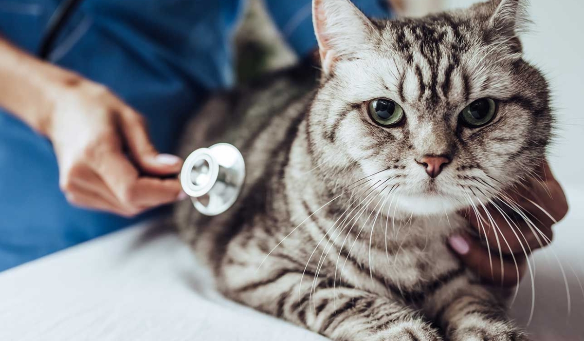 Thường xuyên đưa mèo đi thăm khám bác sĩ thú y để kiểm tra sức khỏe