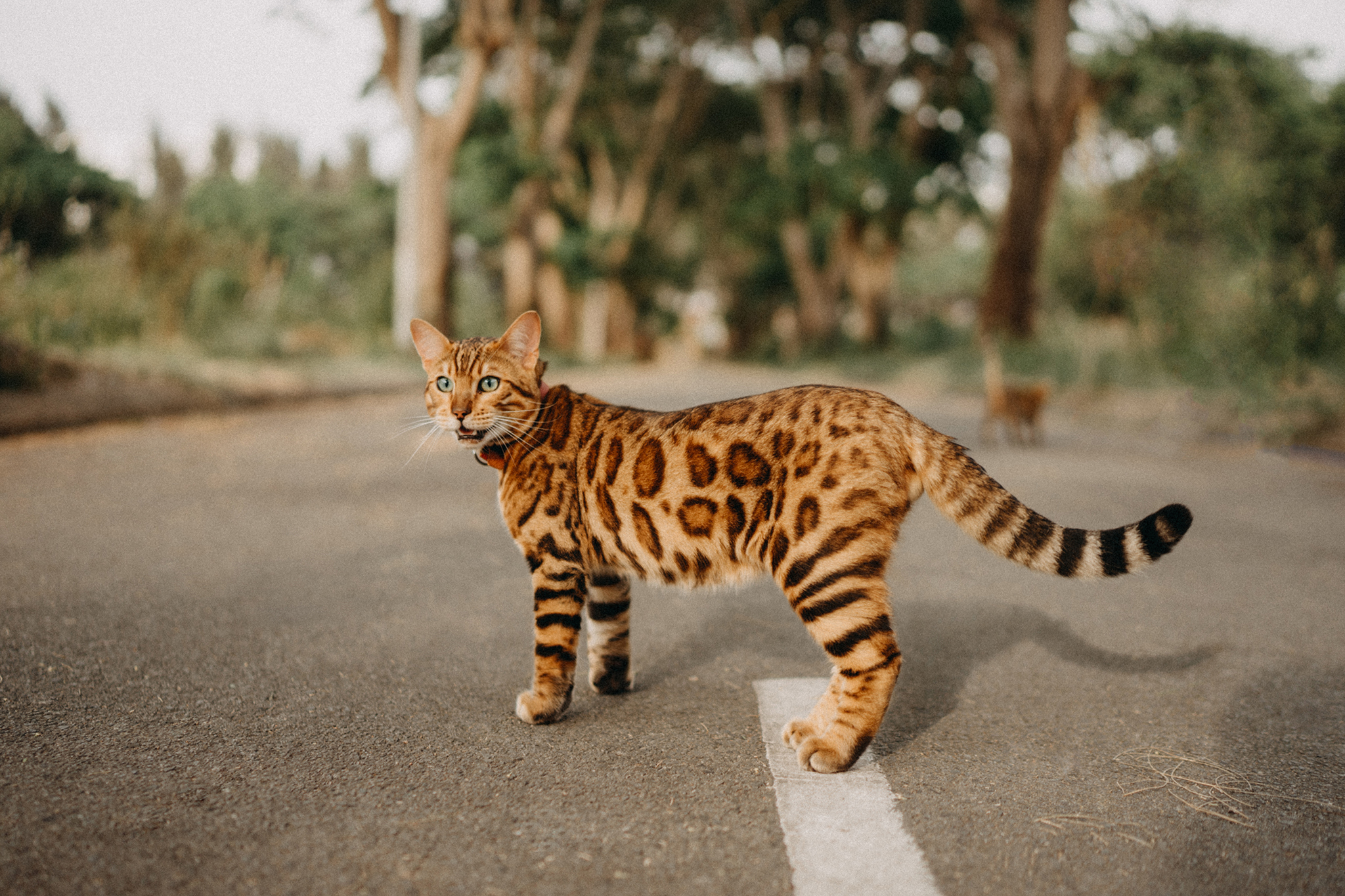 Nuôi mèo Bengal có nhiều ưu, nhược điểm bạn cần chú ý