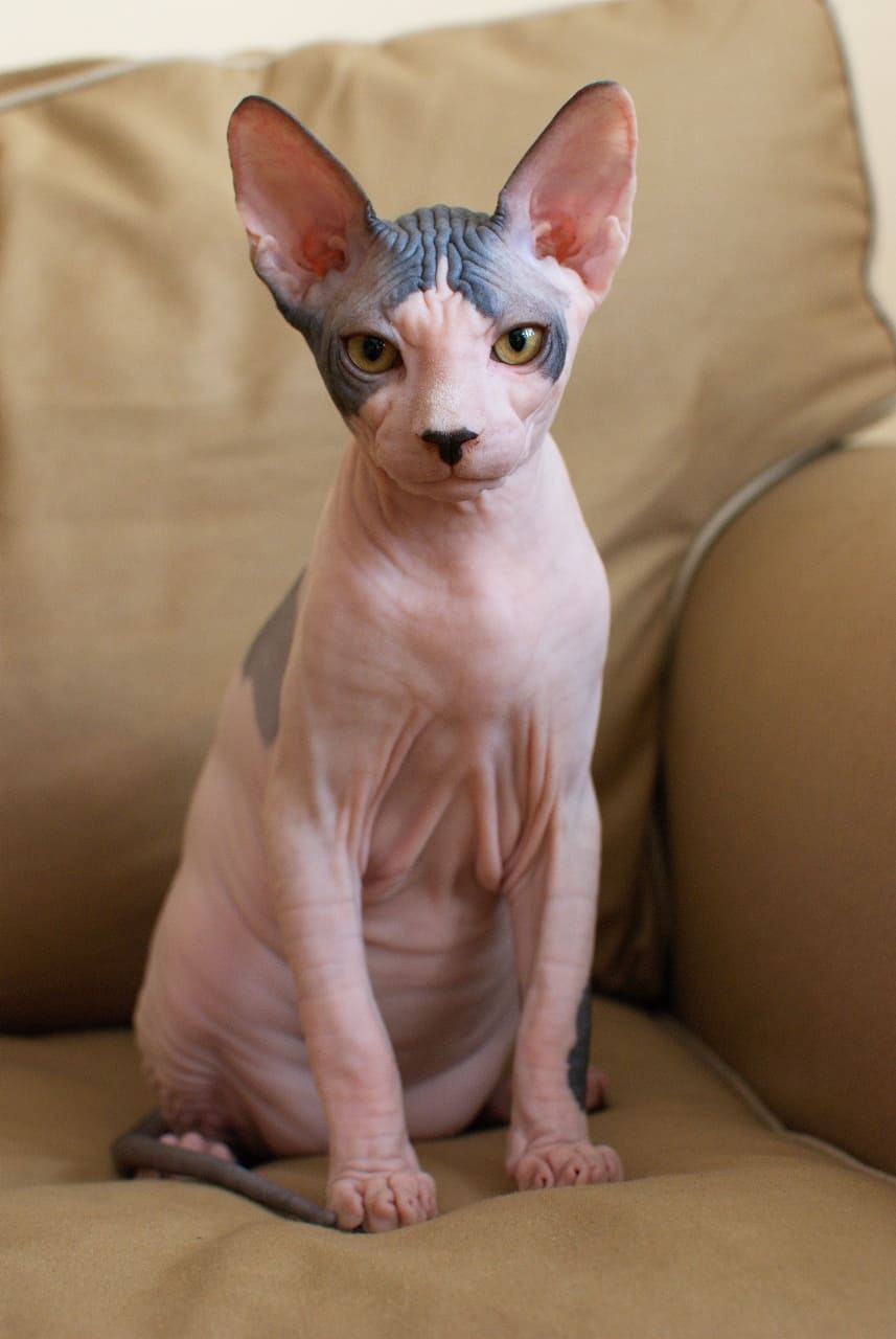 Sphynx totte71