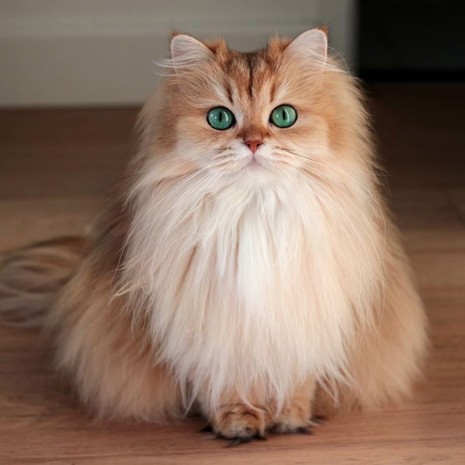 giống mèo lông dài có tính cách độc lập và lười biếng.
