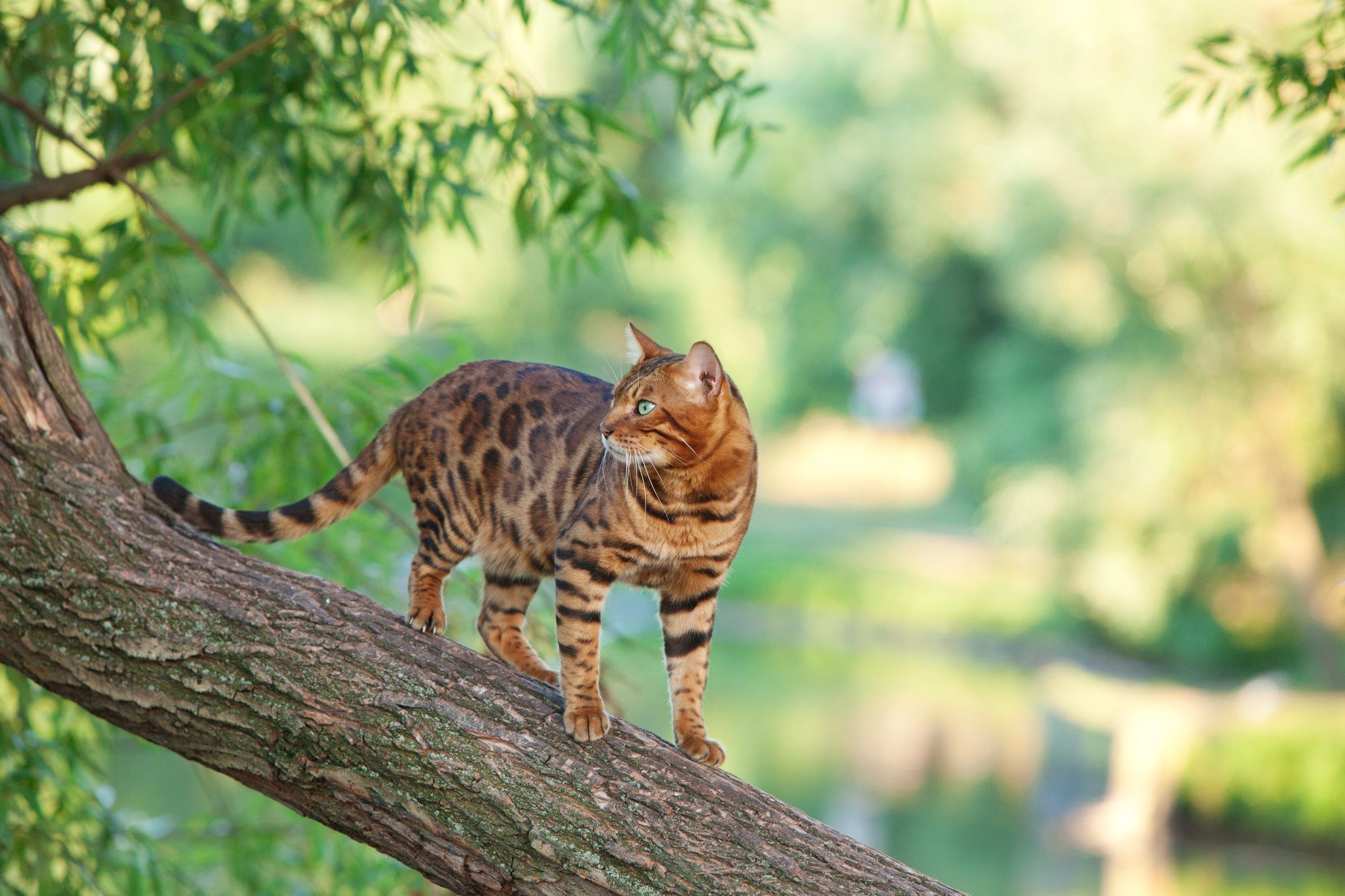 Lưu ý nuôi dạy và tập huấn mèo Bengal từ khi chúng còn nhỏ để chúng hòa nhập vào gia đình.