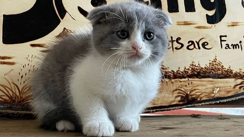 Mèo Munchkin