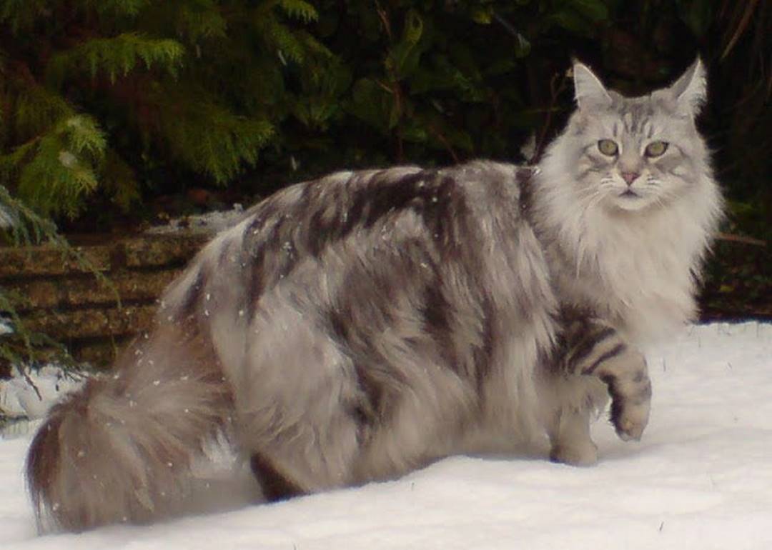Mèo Maine Coon có kích thước lớn, có thể nặng đến 11 kg.