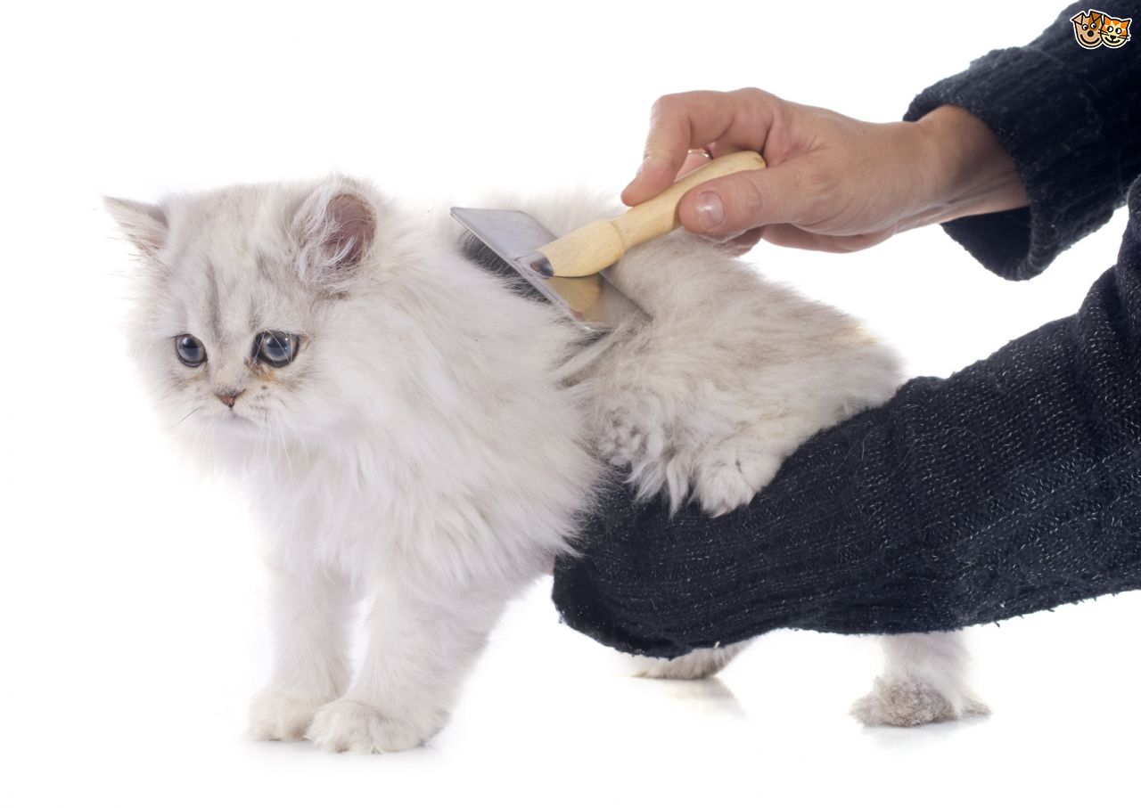 Thường xuyên chải lông cho mèo để có bộ lông mềm mại