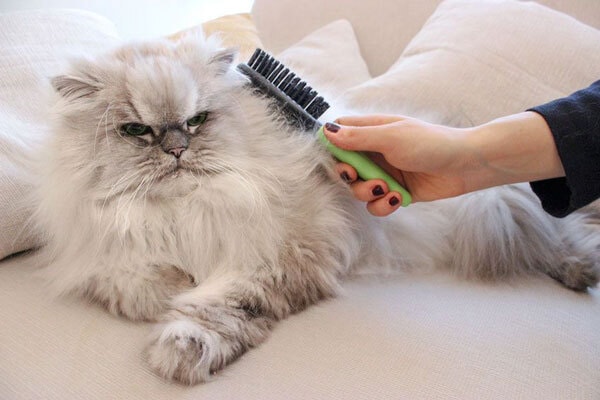 Luôn chăm sóc sạch sẽ cho mèo, giúp ngăn ngừa bệnh tật, đồng thời định kì đi khám sức khỏe