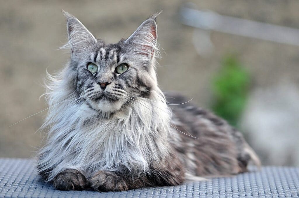 Mèo Maine Coon