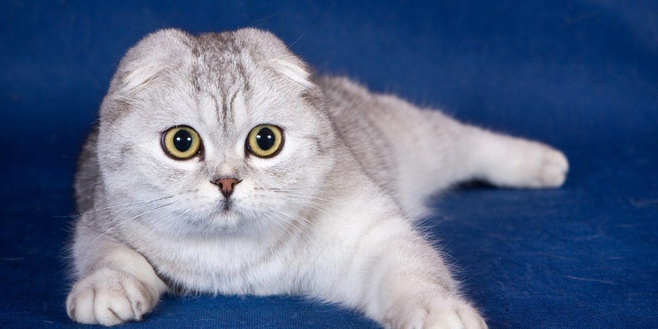 Loại mèo Scottish Fold