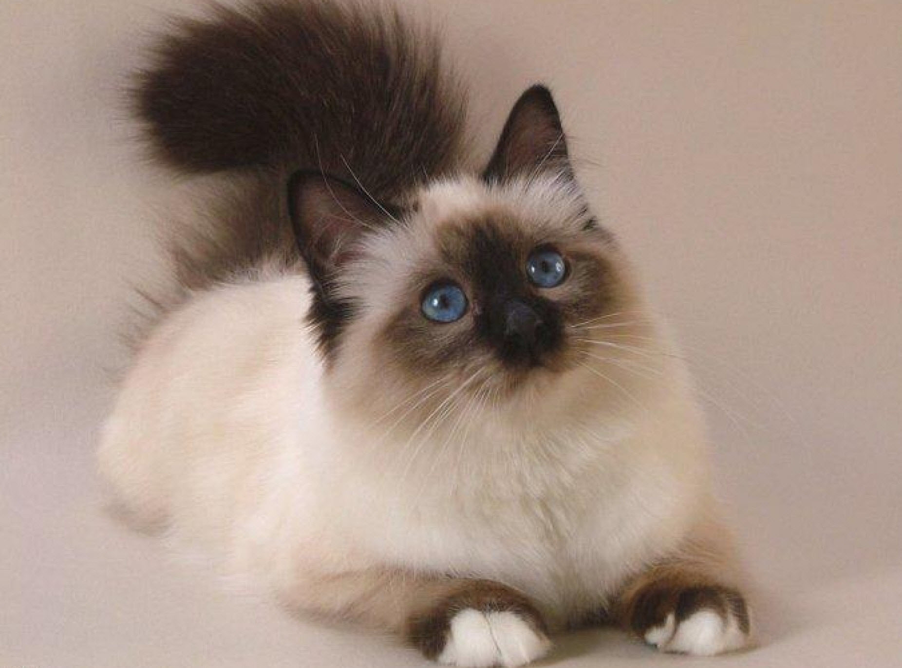 Mèo Siamese rất thông minh và nhanh nhẹn