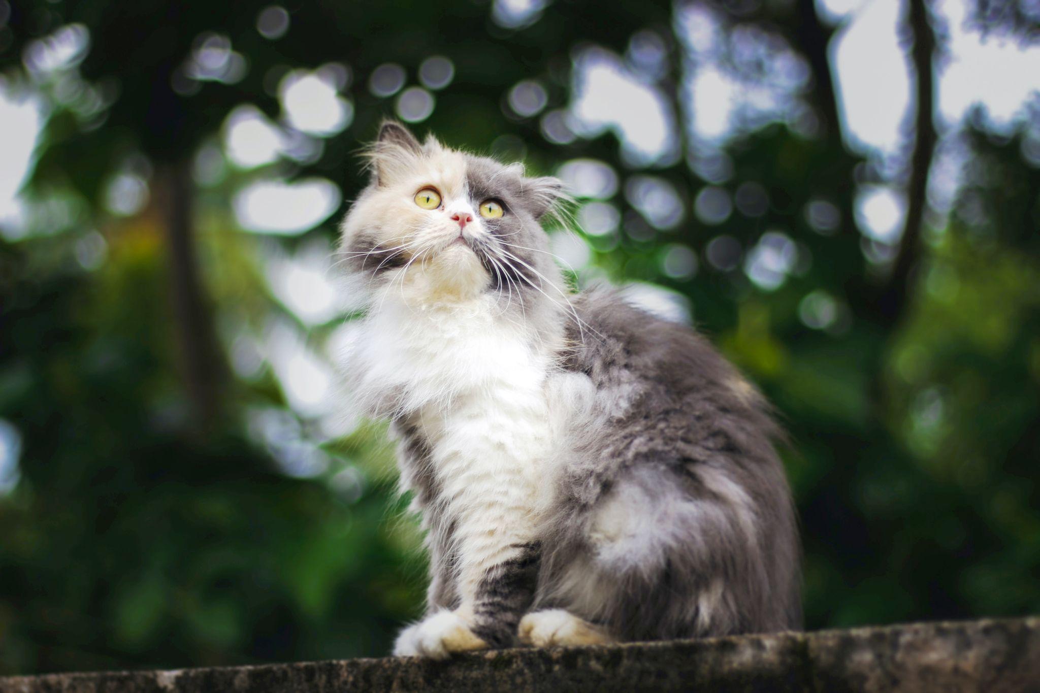 Mèo Ba Tư có kích thước trung bình, có thân hình dài và thon gọn