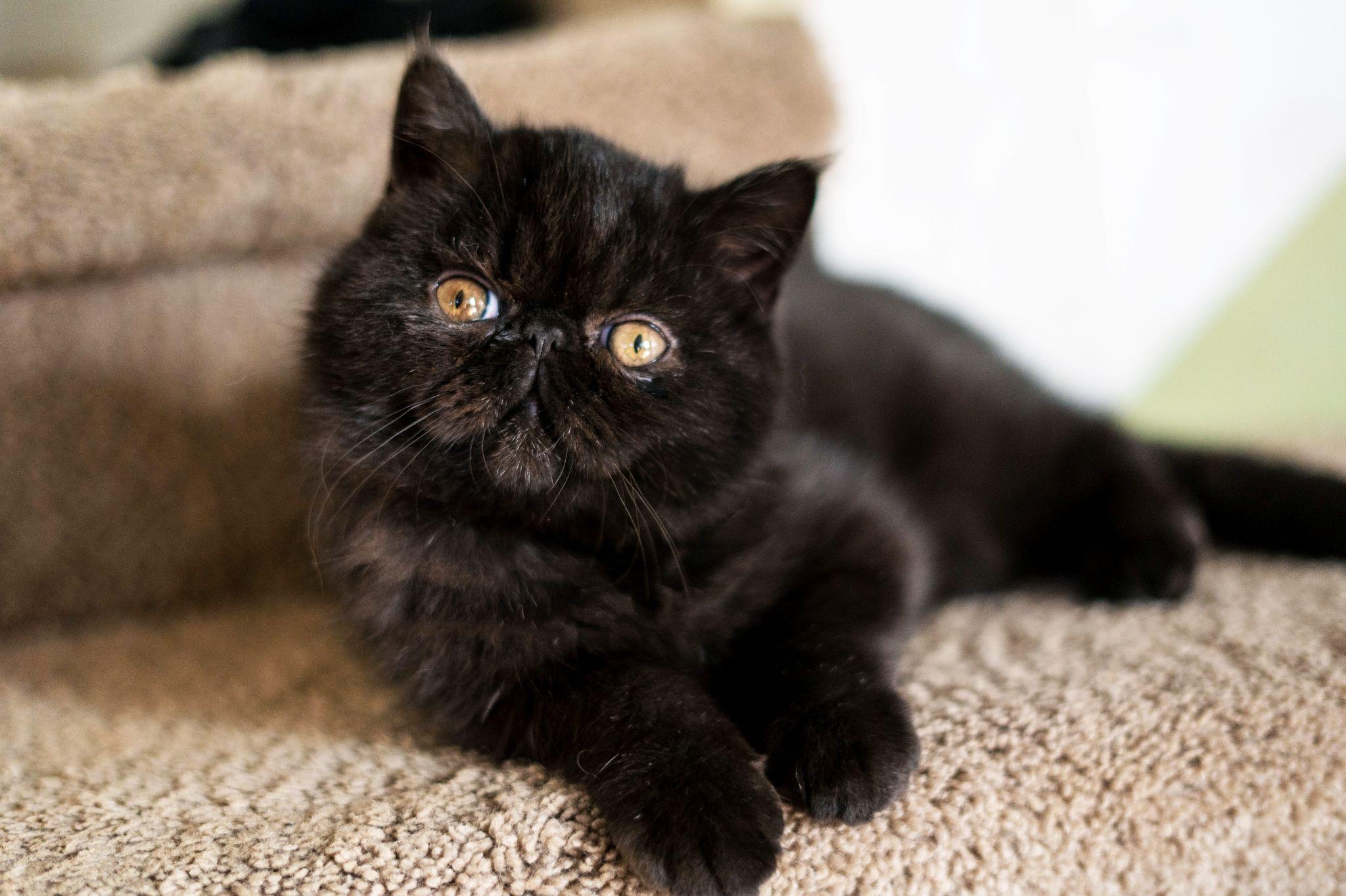 Mèo Ba Tư - Siamese rất thân thiện, thông minh và dễ huấn luyện.