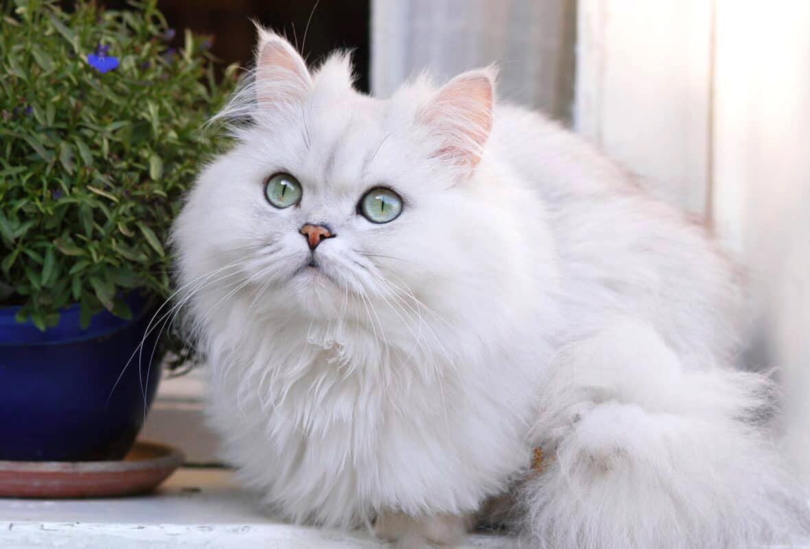 Giống mèo Ba Tư rất thân thiện và tình cảm, nên phù hợp cho các gia đình có trẻ nhỏ